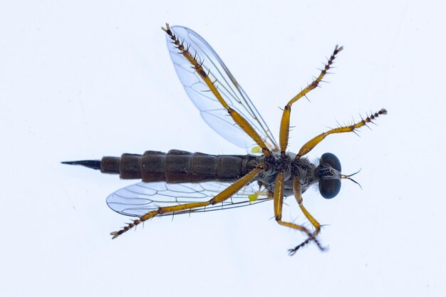 Insectos dipteros en su macro fotografía de entorno natural