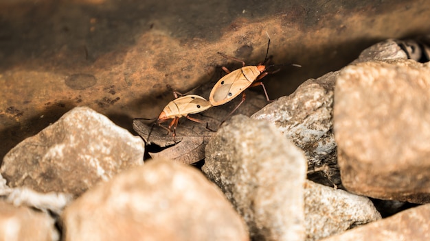 Los insectos se están reproduciendo. Pequeños animales artrópodos.