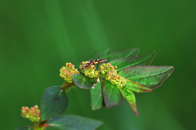 insectos en flores