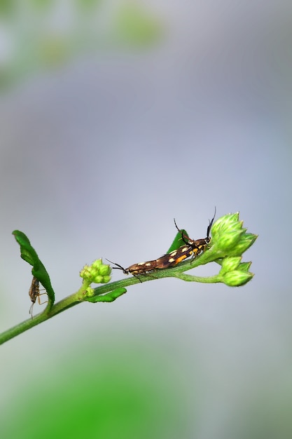 Foto insectos en flores