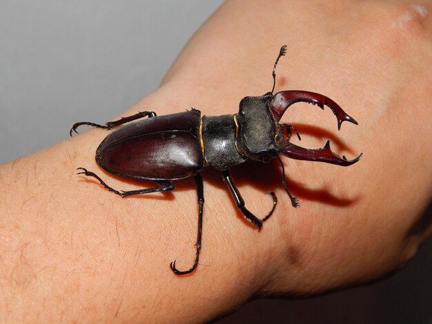 Foto insectos grandes do escaravelho cervo