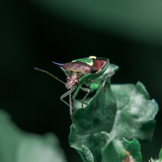 Insectos en las hojas