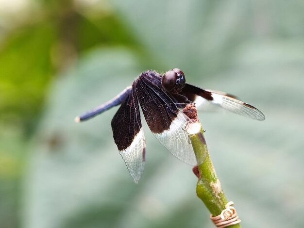 Foto insectos macro