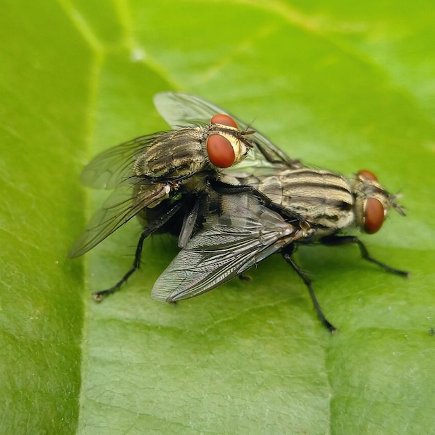 Insectos moscas apareándose en las hojas.