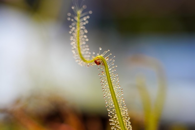 Insectos mosquitos atrapados por Drosera Indica. Hoja de Sundew.