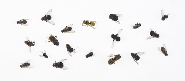 Foto insectos muertos aislados sobre fondo blanco.