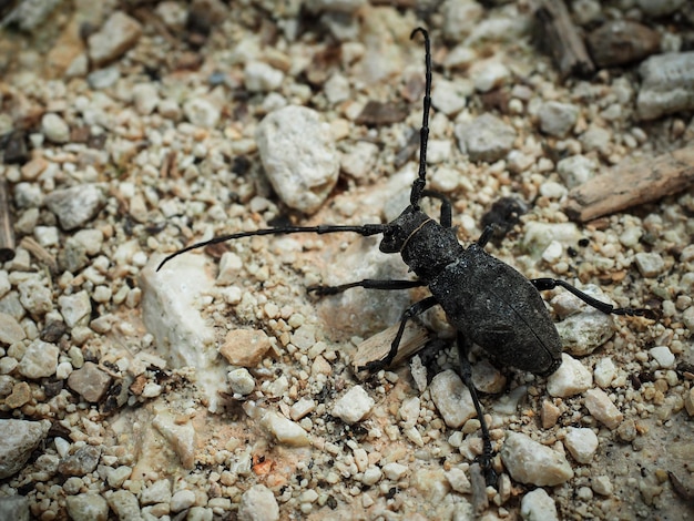 Foto insectos que se arrastran