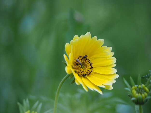 Insectos que buscan el néctar de la flor