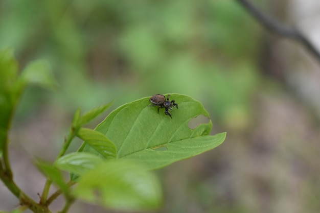 Insectos en la rama de un árbol en el bosque