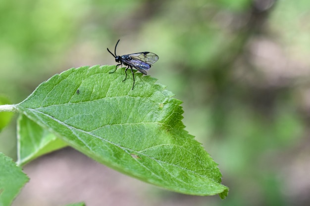 Insectos en la rama de un árbol en el bosque