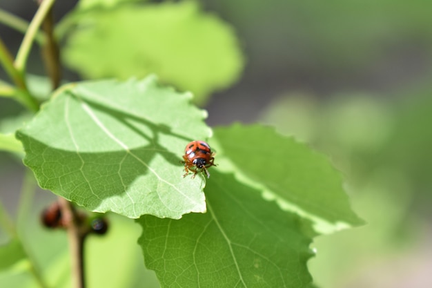 Insectos en la rama de un árbol en el bosque