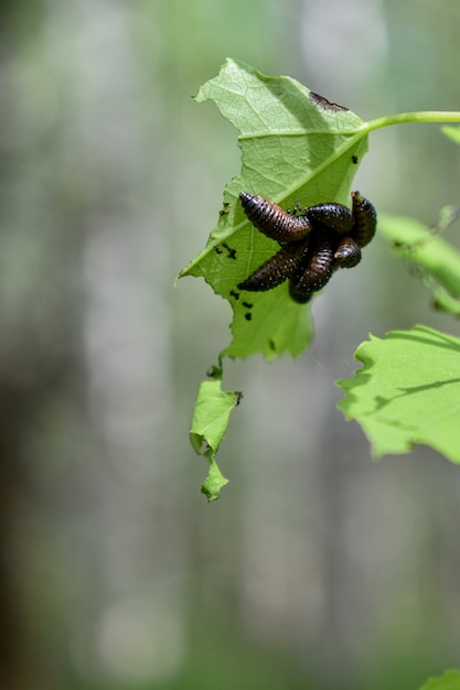 Insectos en la rama de un árbol en el bosque