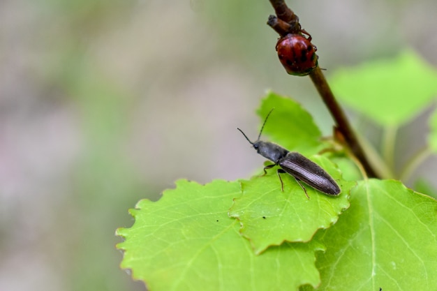 Insectos en la rama de un árbol en el bosque