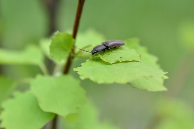 Insectos en la rama de un árbol en el bosque