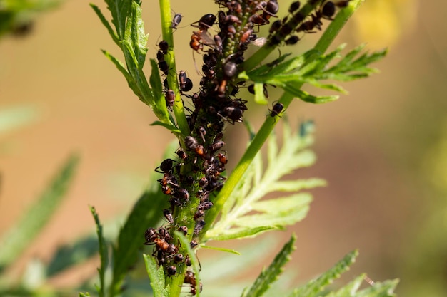 Insectos de simbiosis de hormigas y pulgones en un tallo de tanaceto