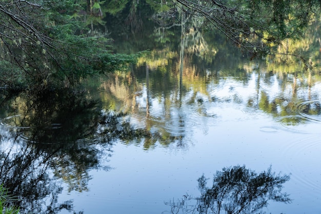 Foto insectos sobre un lago con árboles por la mañana en brasil