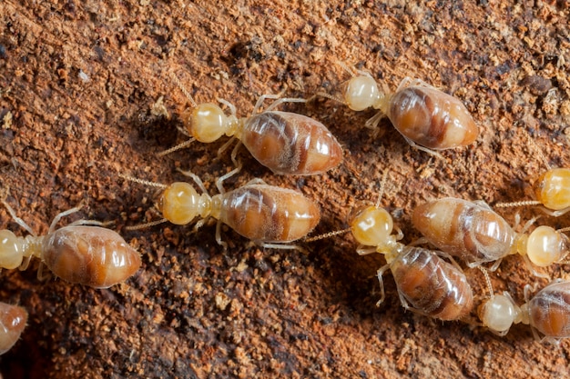 Insectos termitas en colonia sobre madera