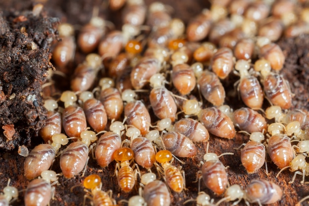 Insectos termitas en colonia sobre madera