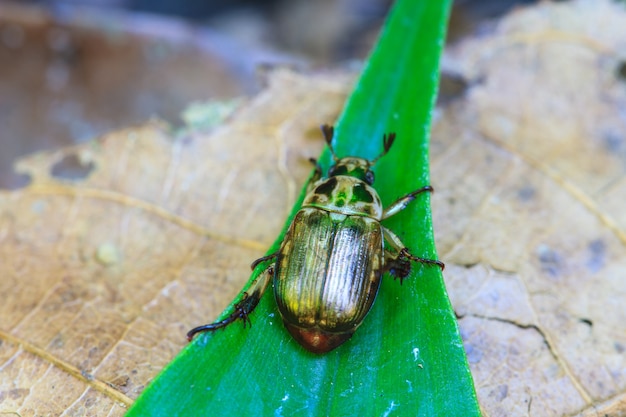 Insekt auf Blatt