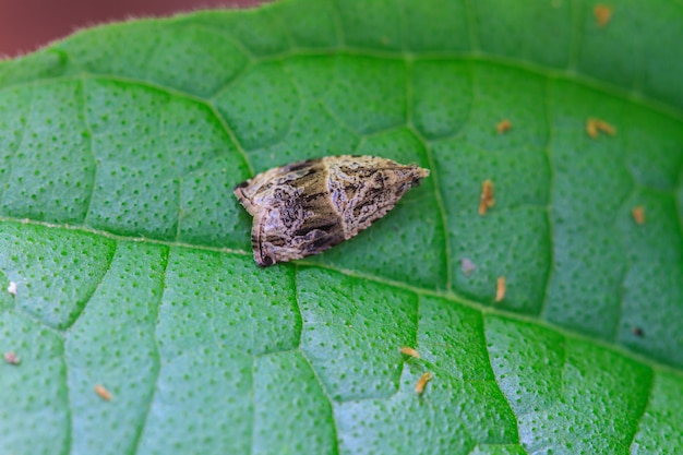 Insekt auf Blatt