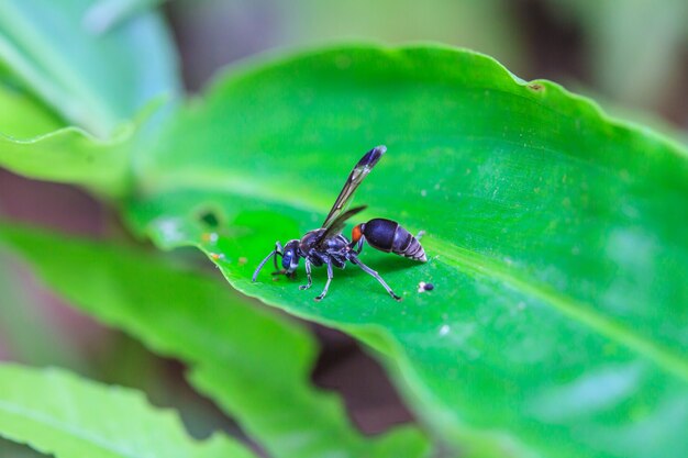 Insekt auf Blatt