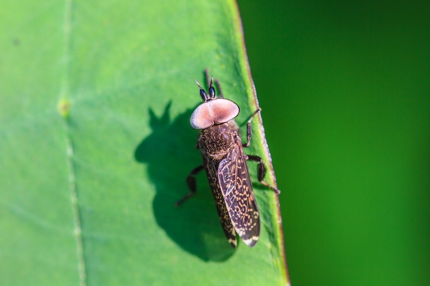 Insekt auf Blatt