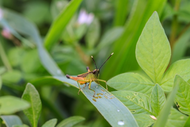 Insekt auf Blatt