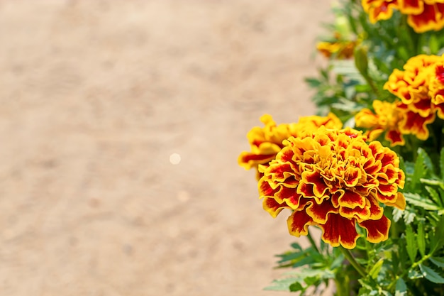 Insekt auf gelben Ringelblumenblumen oder Tagetes-erecta.