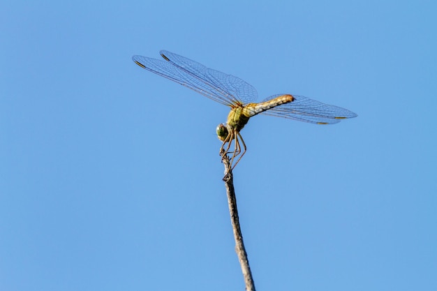 Insekt einer Libelle, die auf einem Baumzweig sitzt