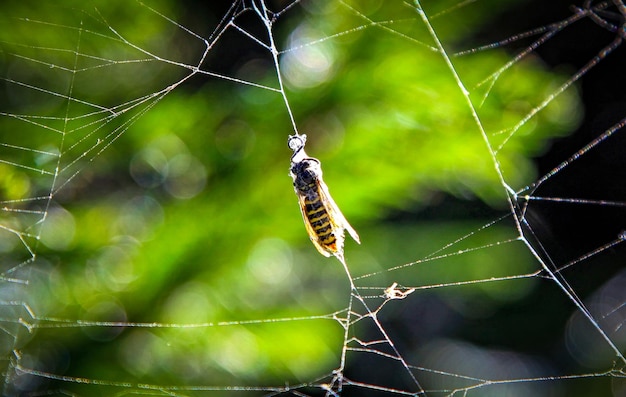 Insekt im Spinnennetz gefangen