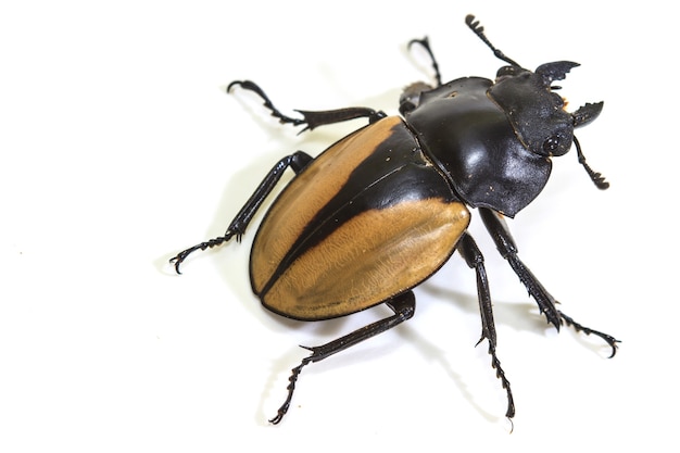 Insekt, Käfer, Käfer, in der Gattung Odontolabis