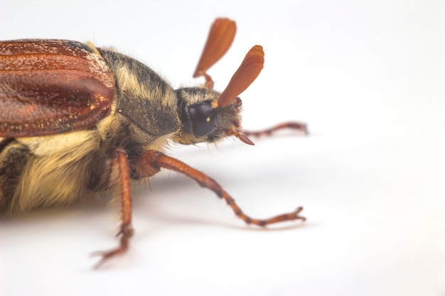 Insekt Maikäfer auf weißem Hintergrund. Insekten und Zoologie