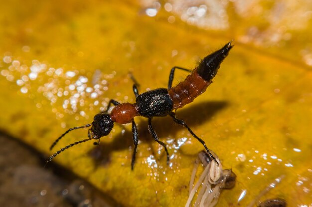 Insekt Paederus riparius. Pederusdermatitis - Allergische Reaktion auf die Blutgruppe