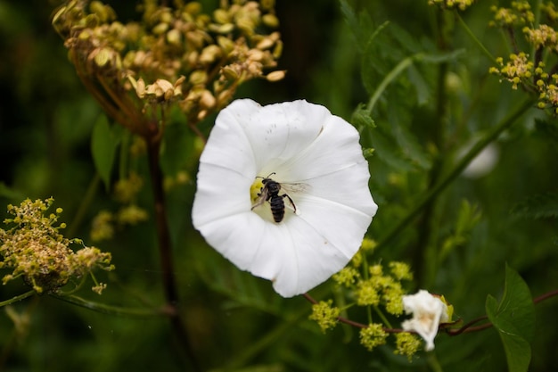 Insekt sitzt weiße Blume auf einem Hintergrund