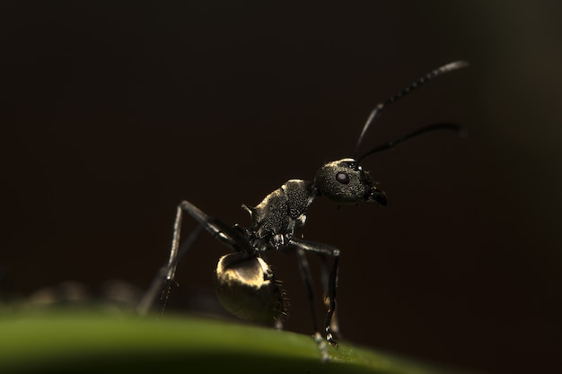 Insektblattmakro kleiner Tiergarten