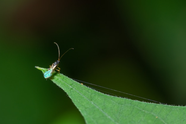 Insekten auf Blättern