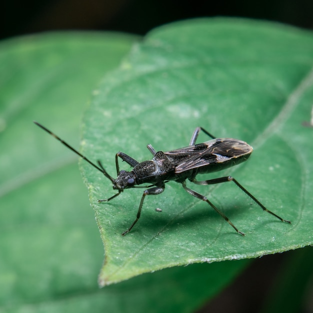 Insekten auf Blättern