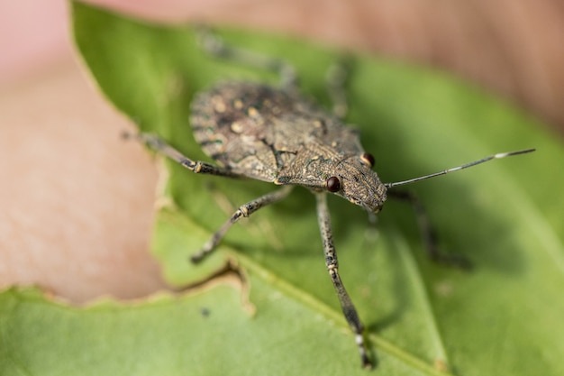 Insekten auf Blättern