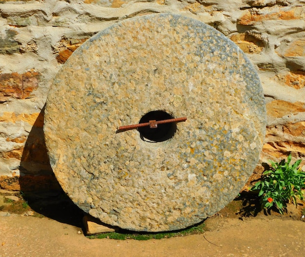 Foto insekten auf blüten