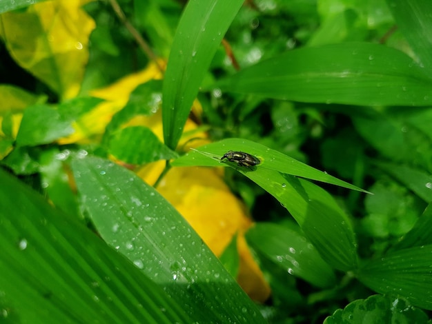 Insekten auf dem Blatt Insektenmakrofotos Tiere und WildtiereSchönheit der Natur