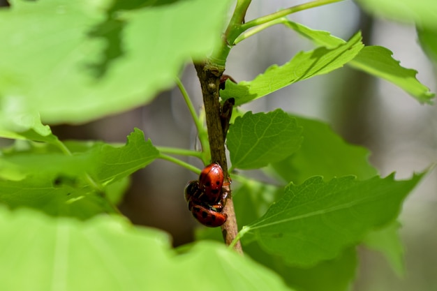 Insekten auf einem Ast im Wald