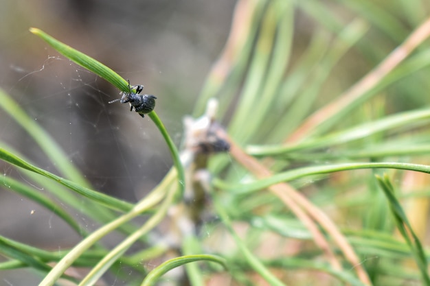 Foto insekten auf einem ast im wald