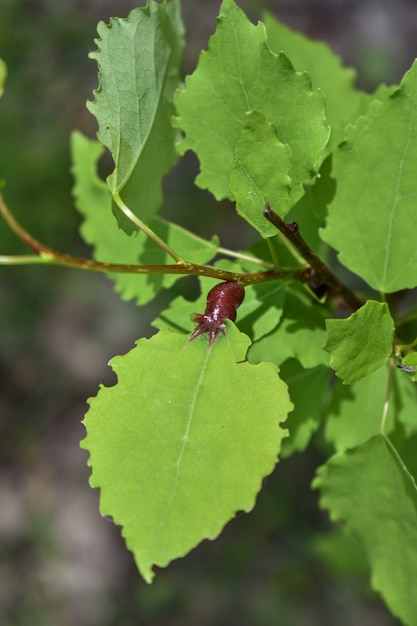 Insekten auf einem Ast im Wald