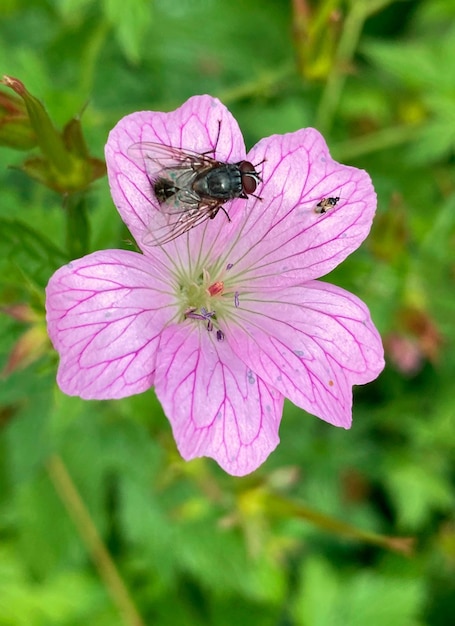 Insekten auf einer Blume