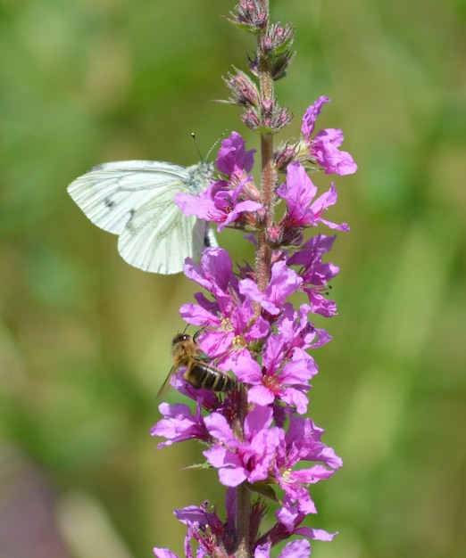 Foto insekten auf lila blumen im park