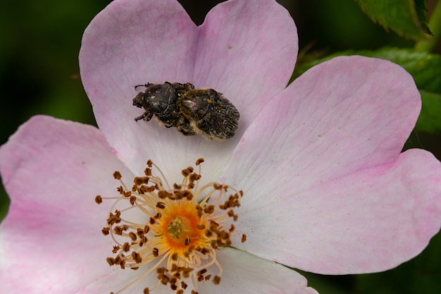 Insekten, die auf einer Blume brüten