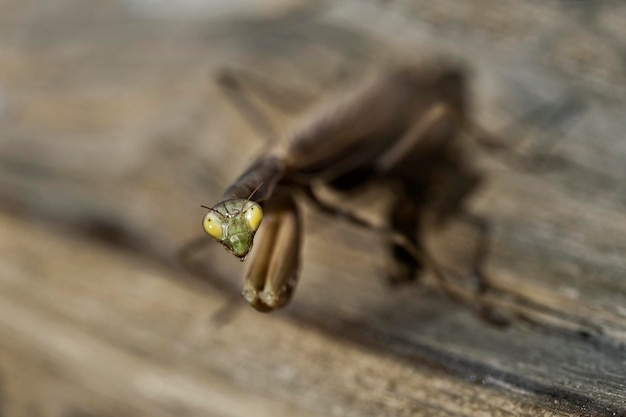 Insekten hautnah im Garten