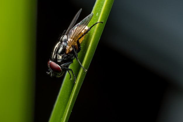 Insektenfliege an auf grünem Blatt.