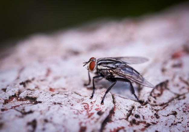 Foto insektenfliege auf selektivem fokus des alten zementbodens