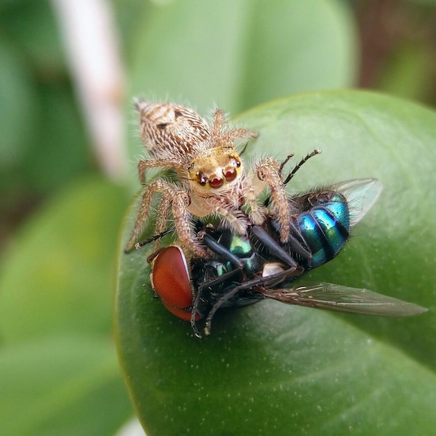 Insektenfliegen und Spinnen auf den Blättern